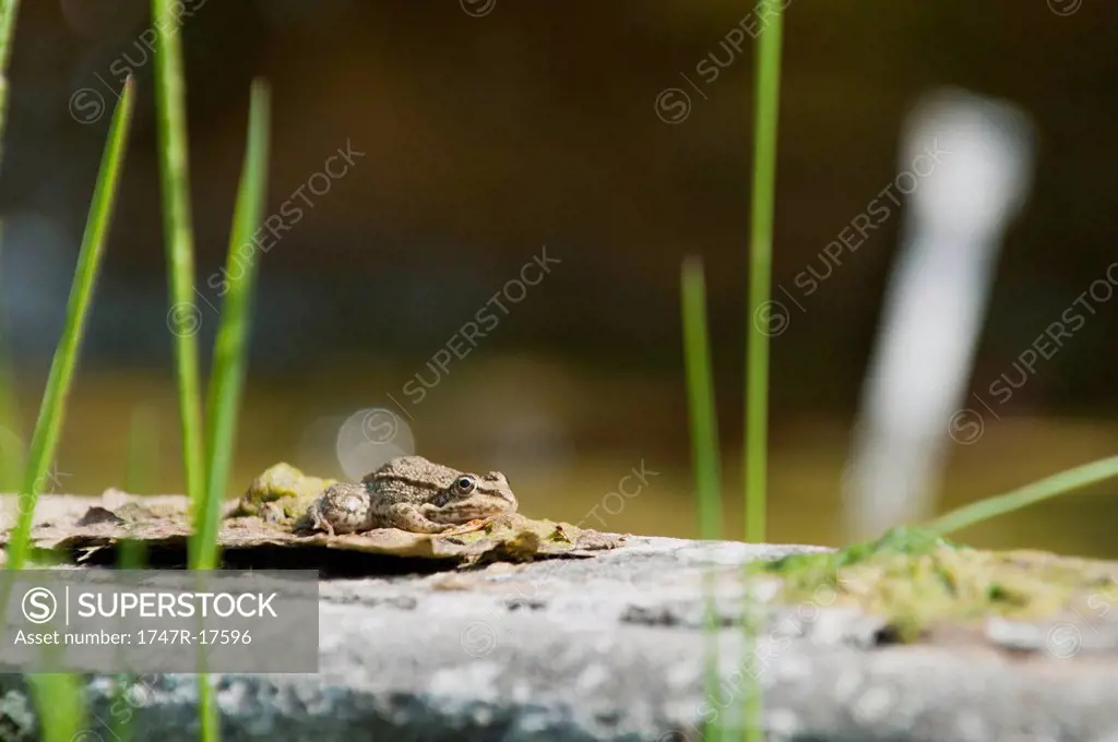 Toad resting on leaf
