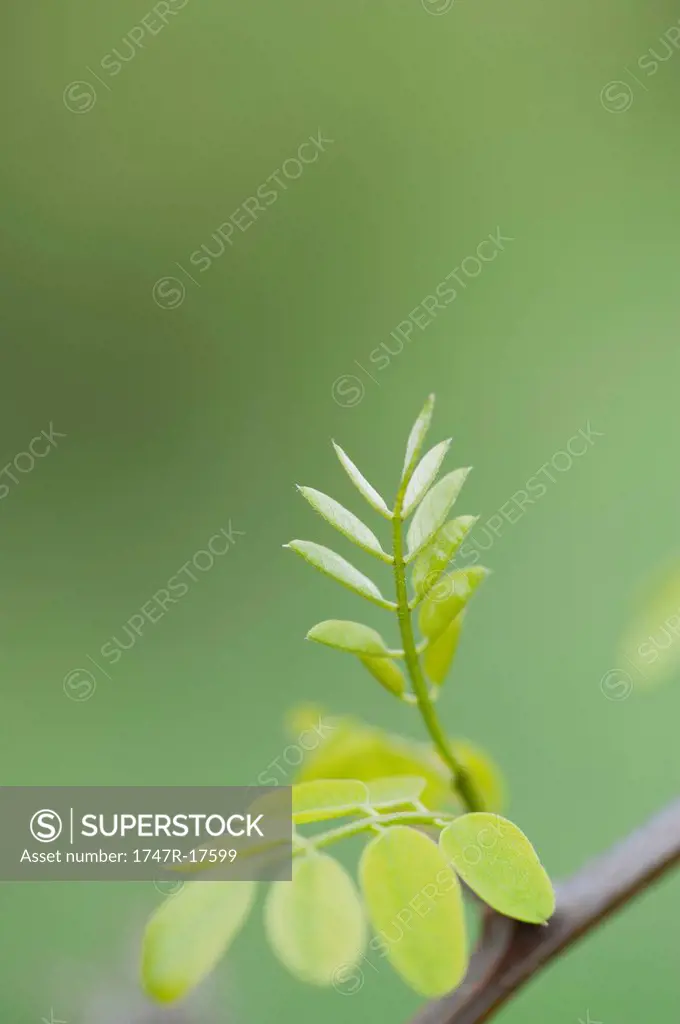Leaves growing on acacia branch