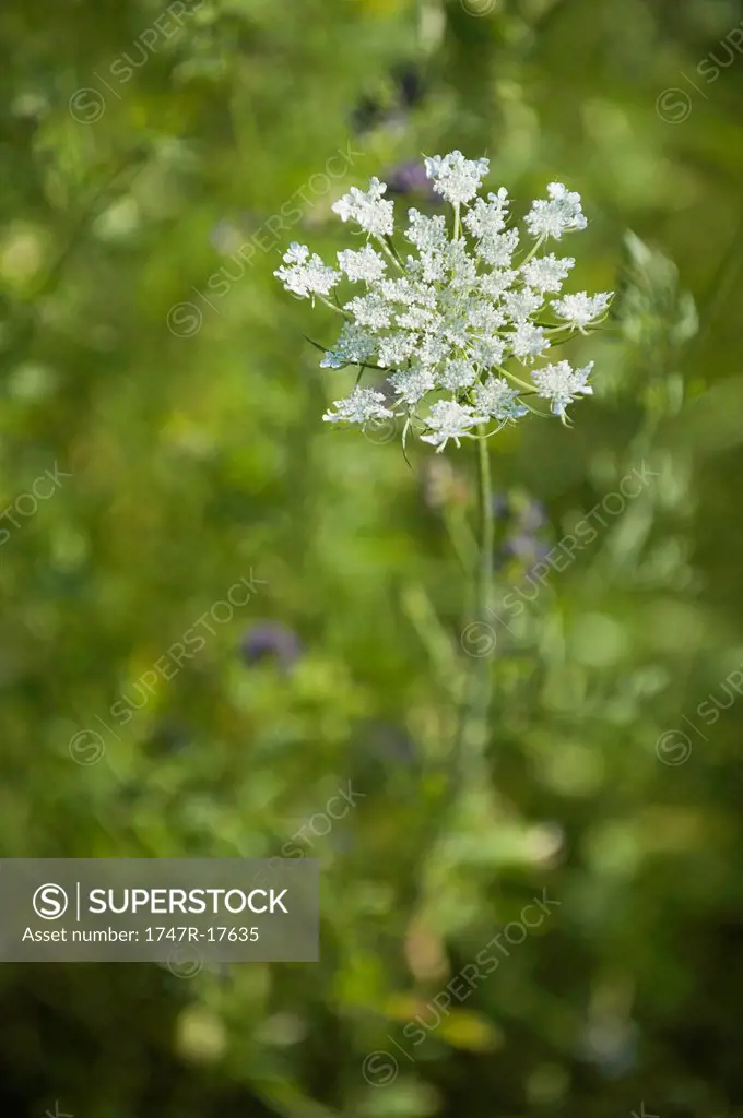 Queen Anne´s Lace flower