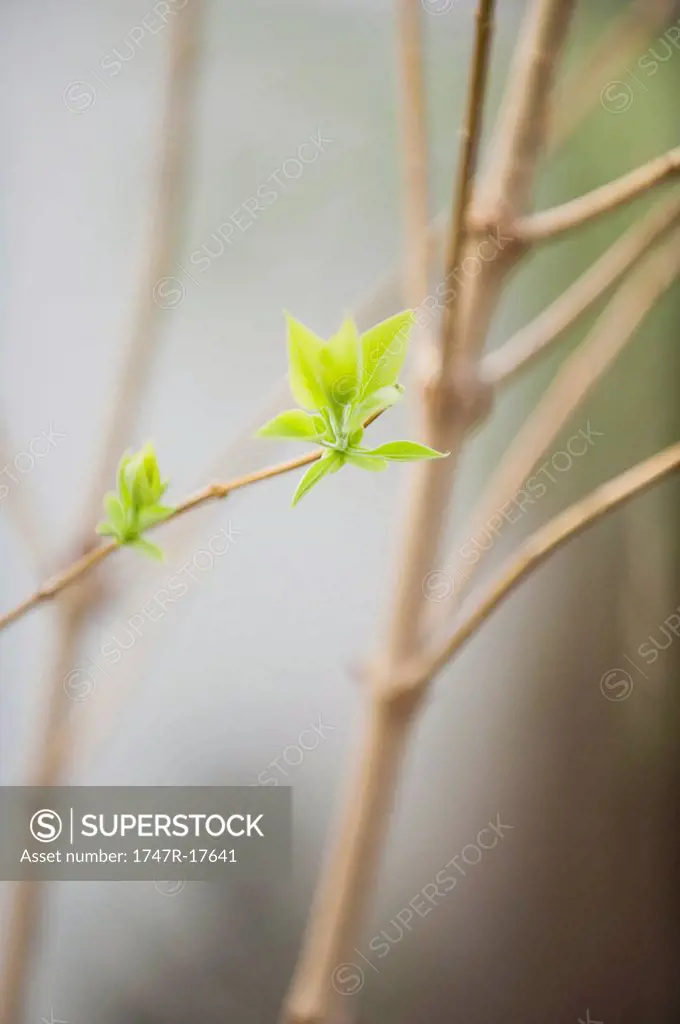 Budding lilac leaves