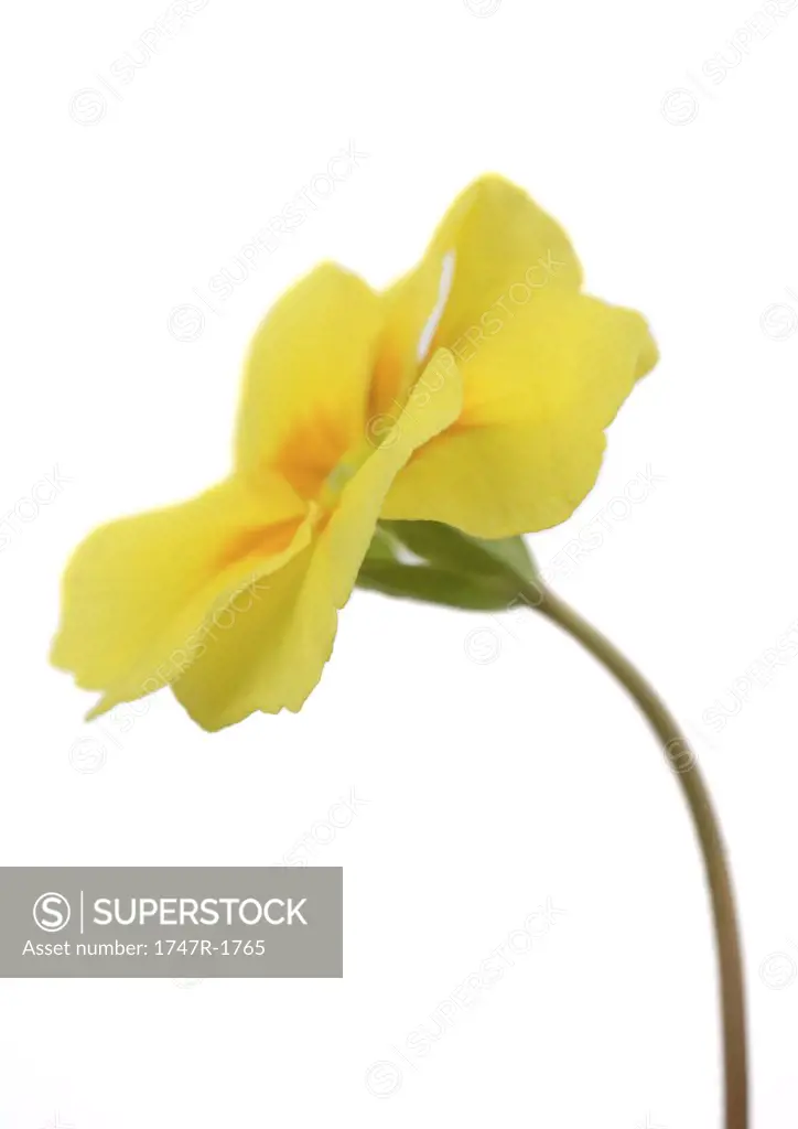 Yellow primrose flower, close-up