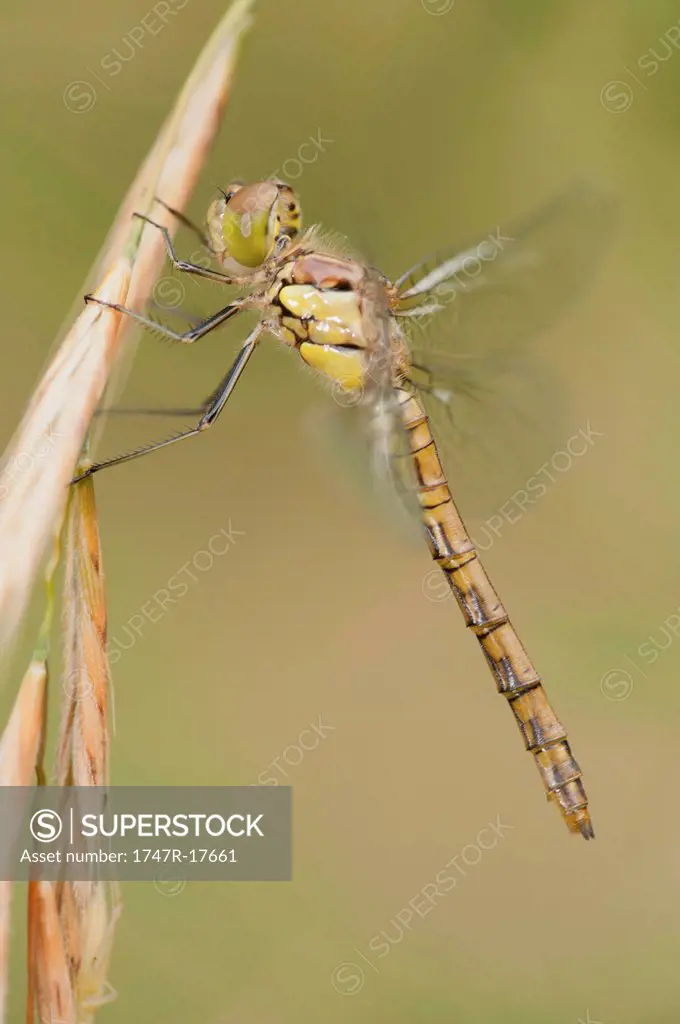 Dragonfly perching on plant