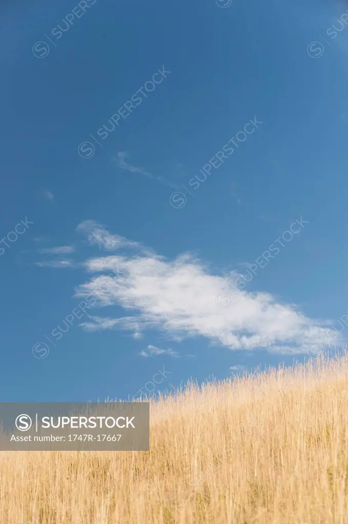 Wispy cloud over wheatfield