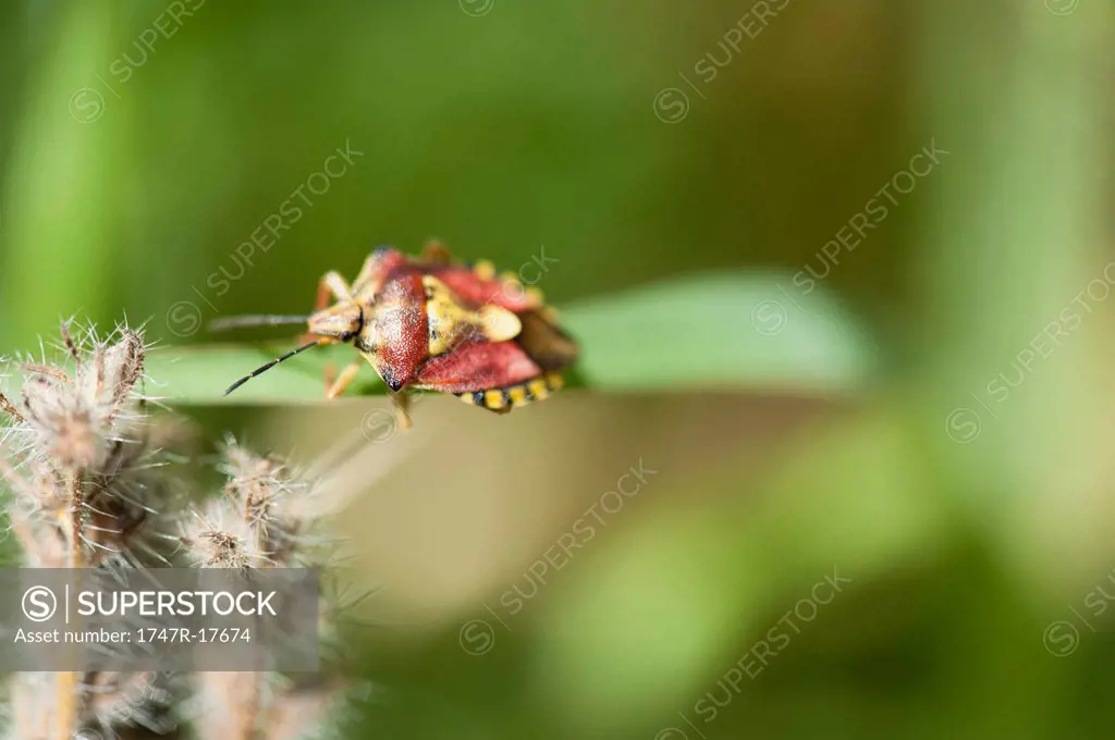 Red Shield bug carpocoris mediterraneus nymph crawling on blade of grass