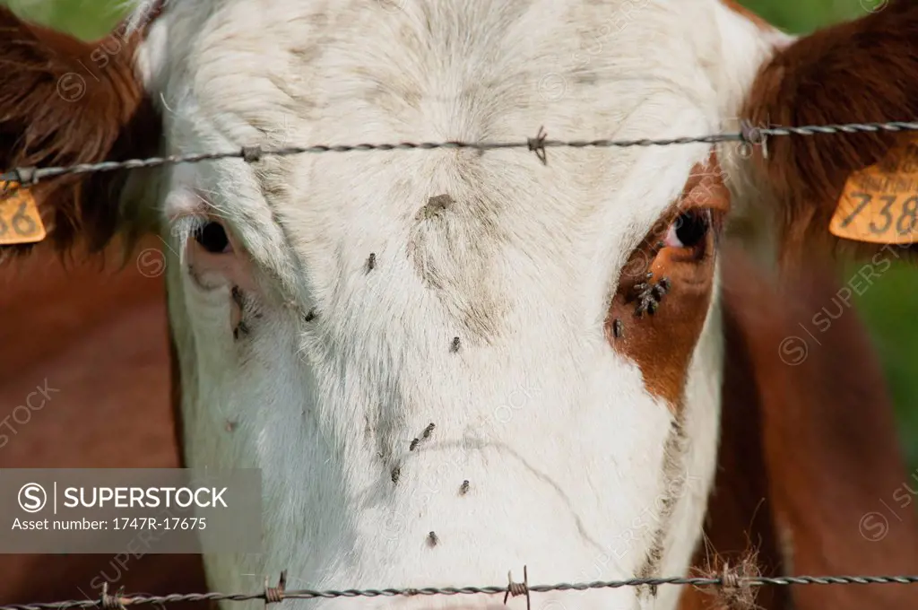 Cow behind barbed wire, close_up