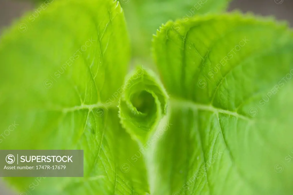 Hydrangea leaves, close_up