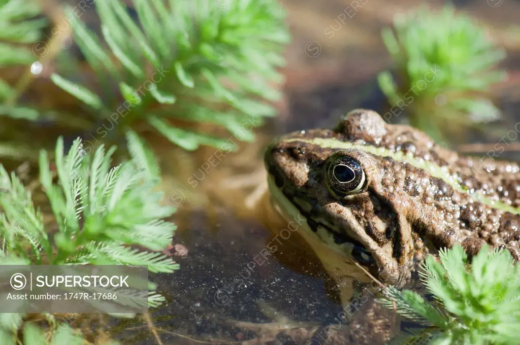 Natterjack toad swimming among parrotfeather plants