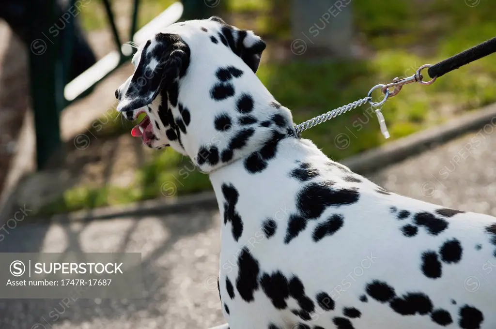 Dalmatian dog out for a walk
