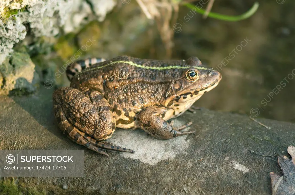 Natterjack toad