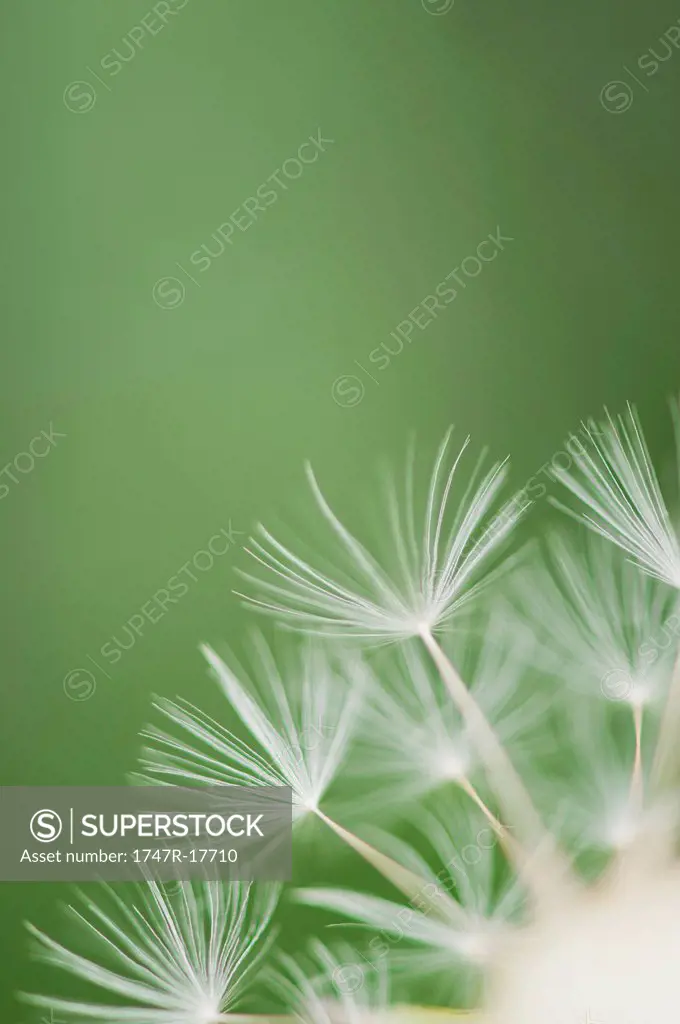Dandelion seedhead, close_up