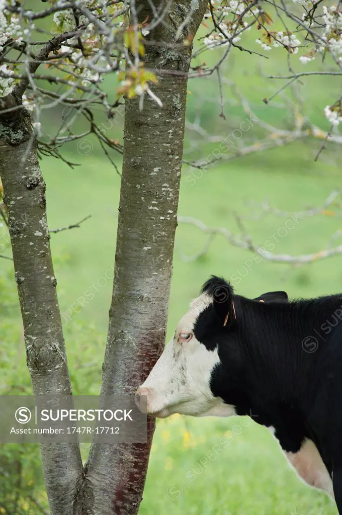 Cow beside tree in pasture