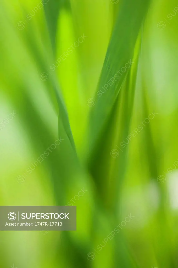 Grass, close_up