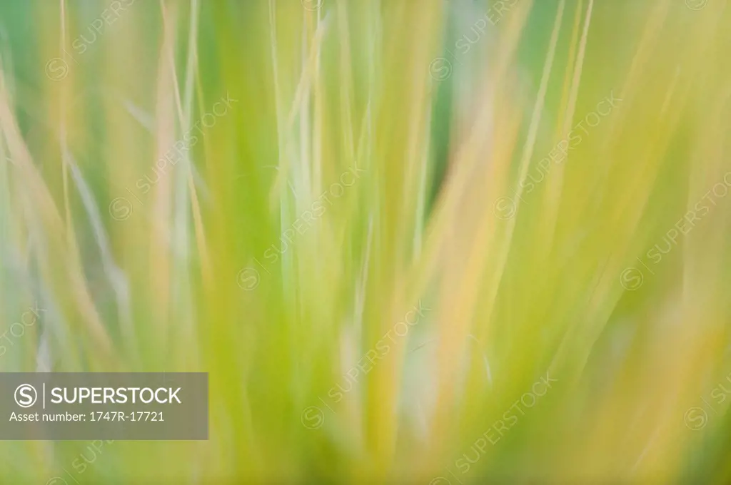 Grass, close_up