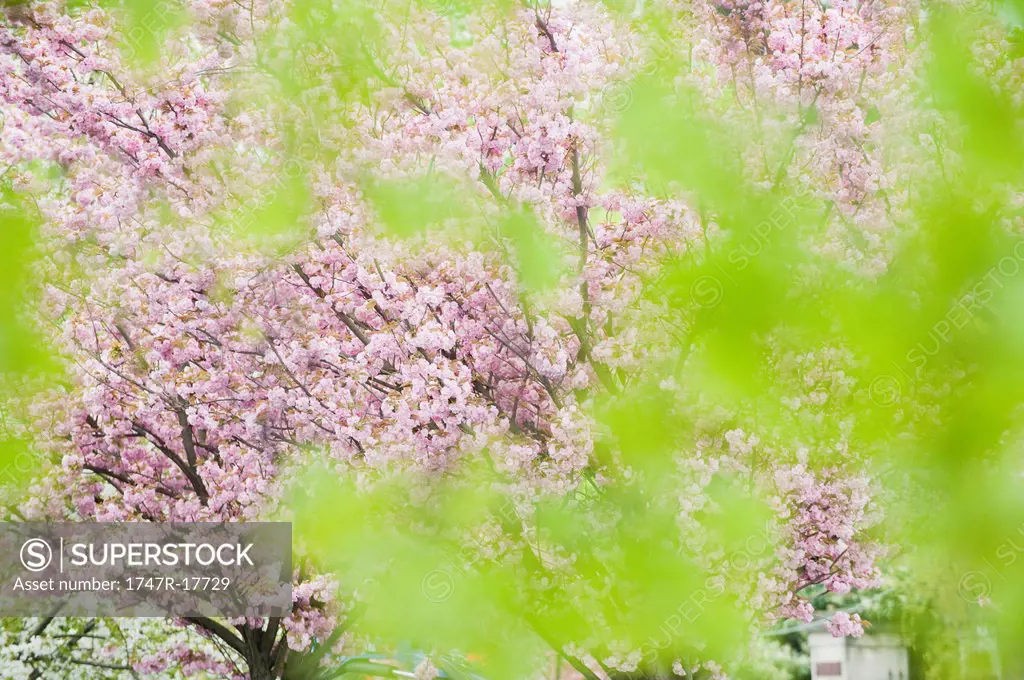 Cherry tree in full bloom, viewed through foliage