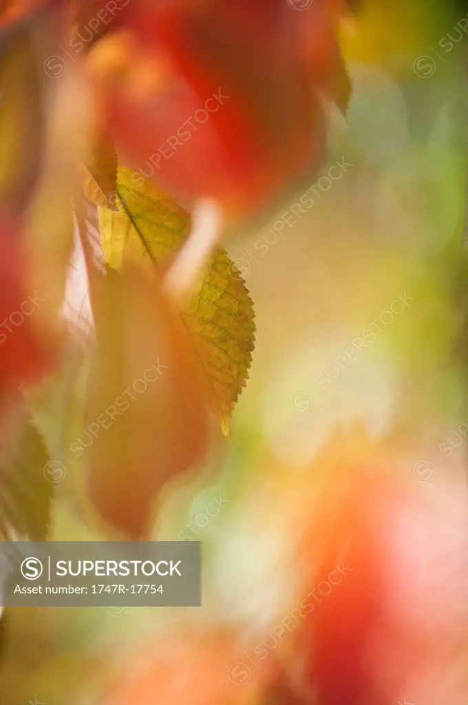 Cherry leaves in autumn