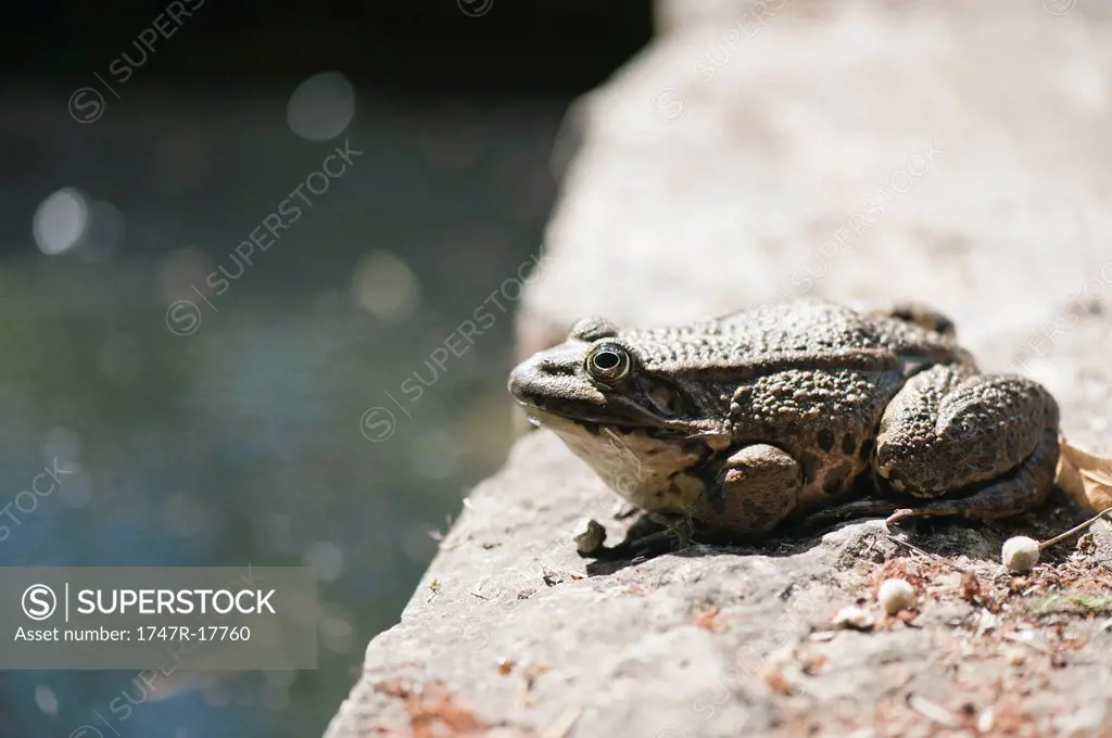 Natterjack toad basking on rock