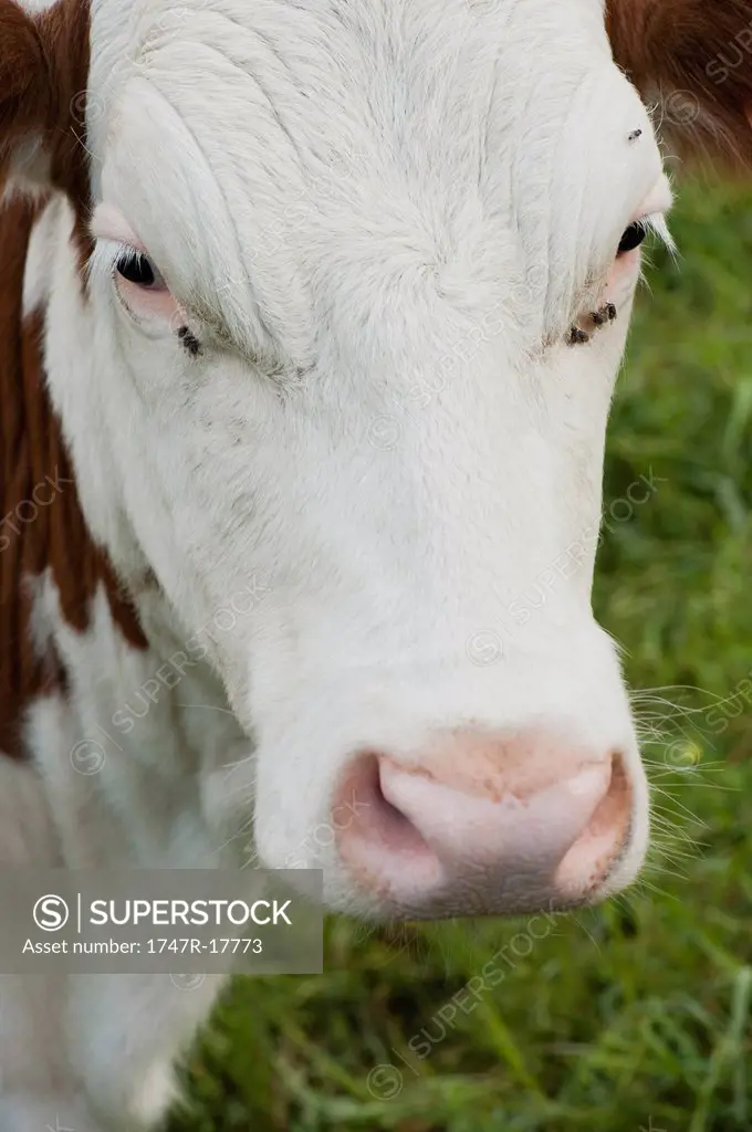 Cow, portrait