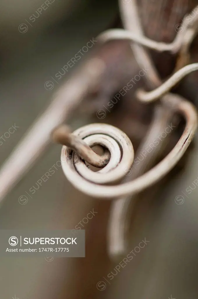 Curled vine tendril