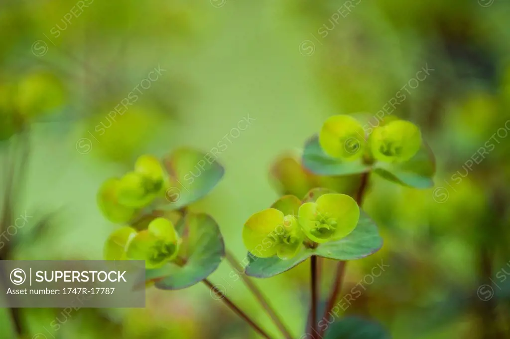 Euphorbia, close_up