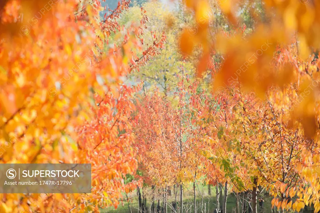 Trees displaying colorful autumn leaves