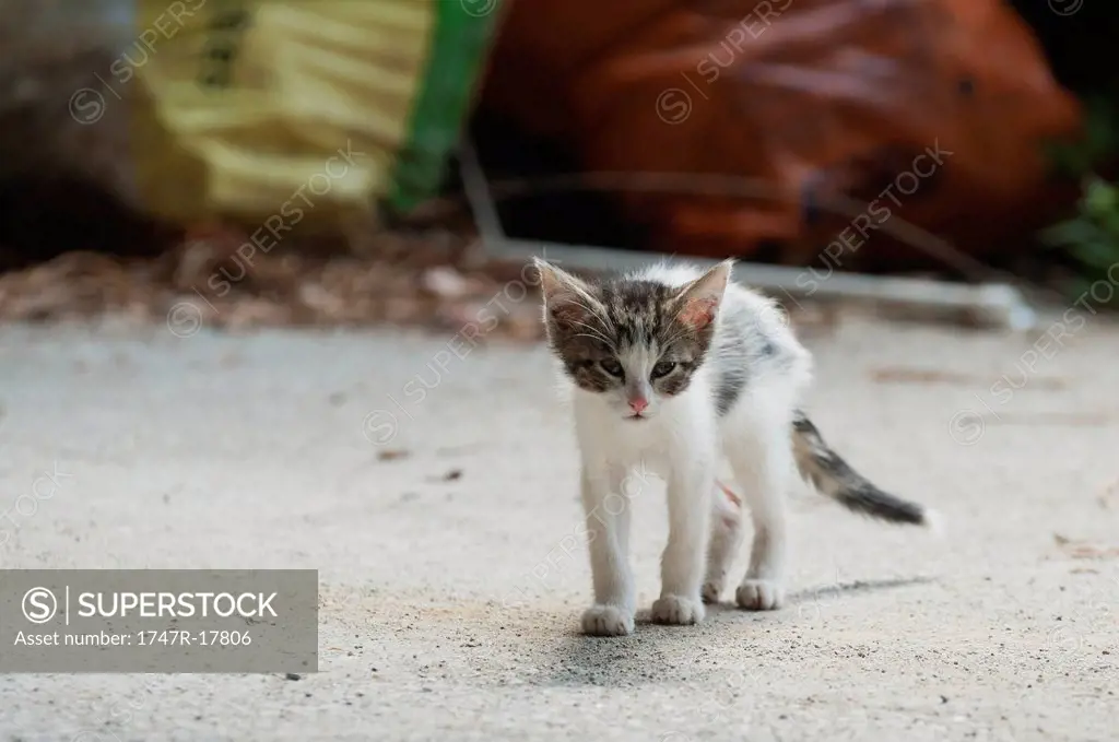 Kitten walking toward camera