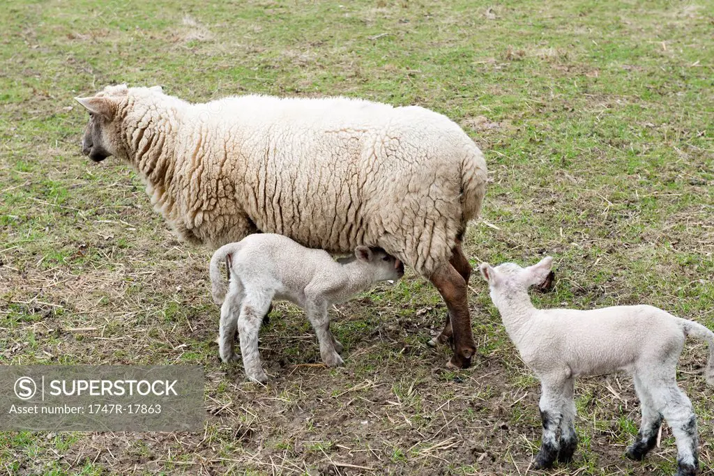 Sheep nursing its lambs