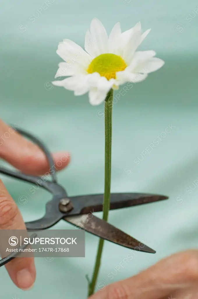 Woman´s hands cutting daisy stem with pruning shears