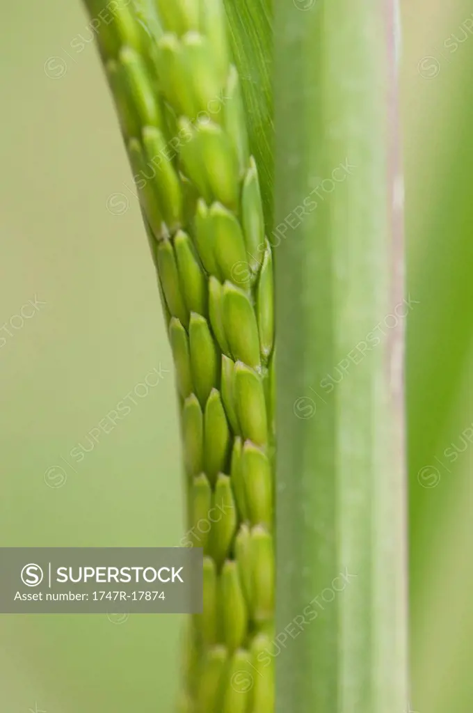 Close_up of green barley