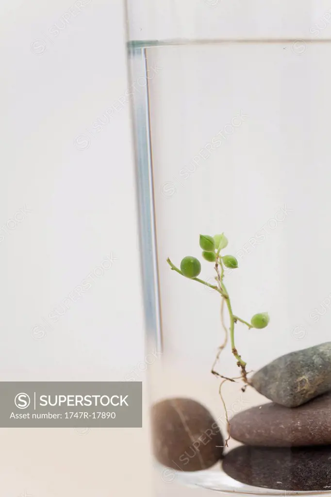 Uprooted plant Senecio rowleyanus on top of stack of rocks
