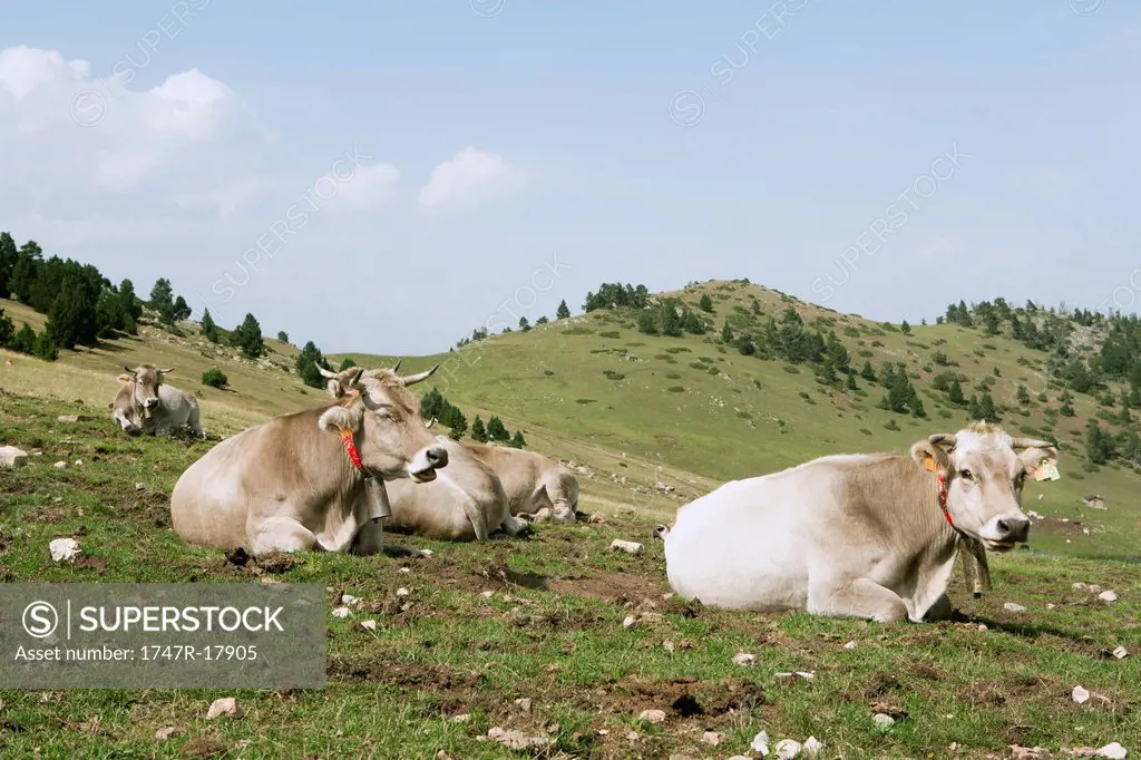 Cows lying on field