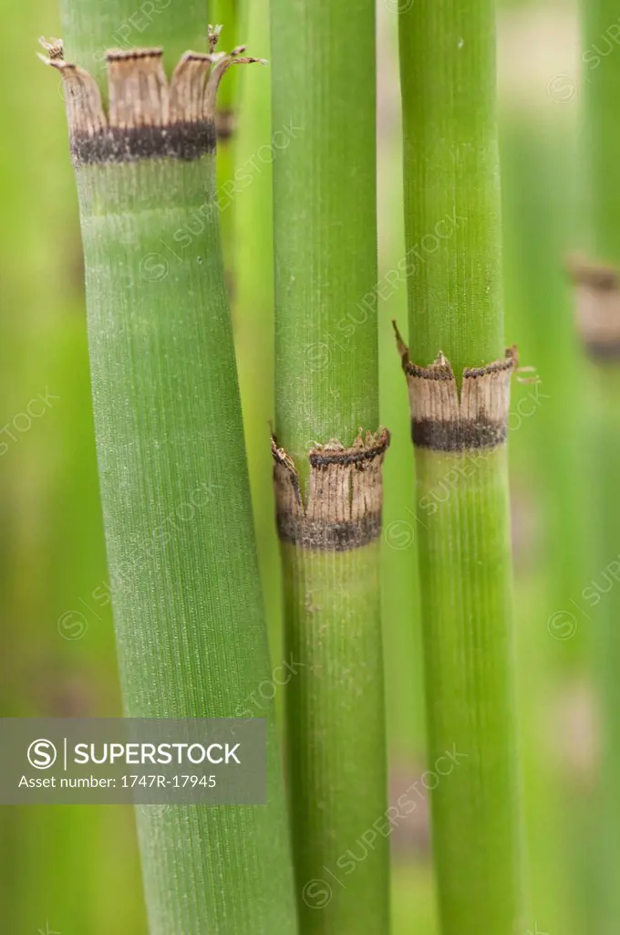 Horsetail rushes, close_up
