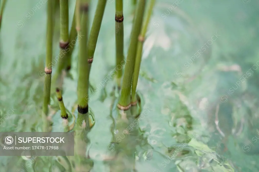 Horsetail rush Equisetum hyemale submerged in water