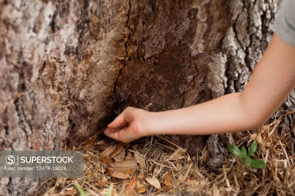Child touching tree trunk, cropped