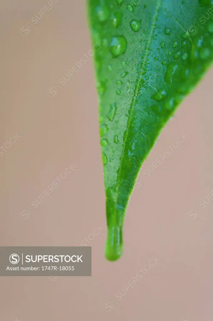 Leaf covered in water droplets