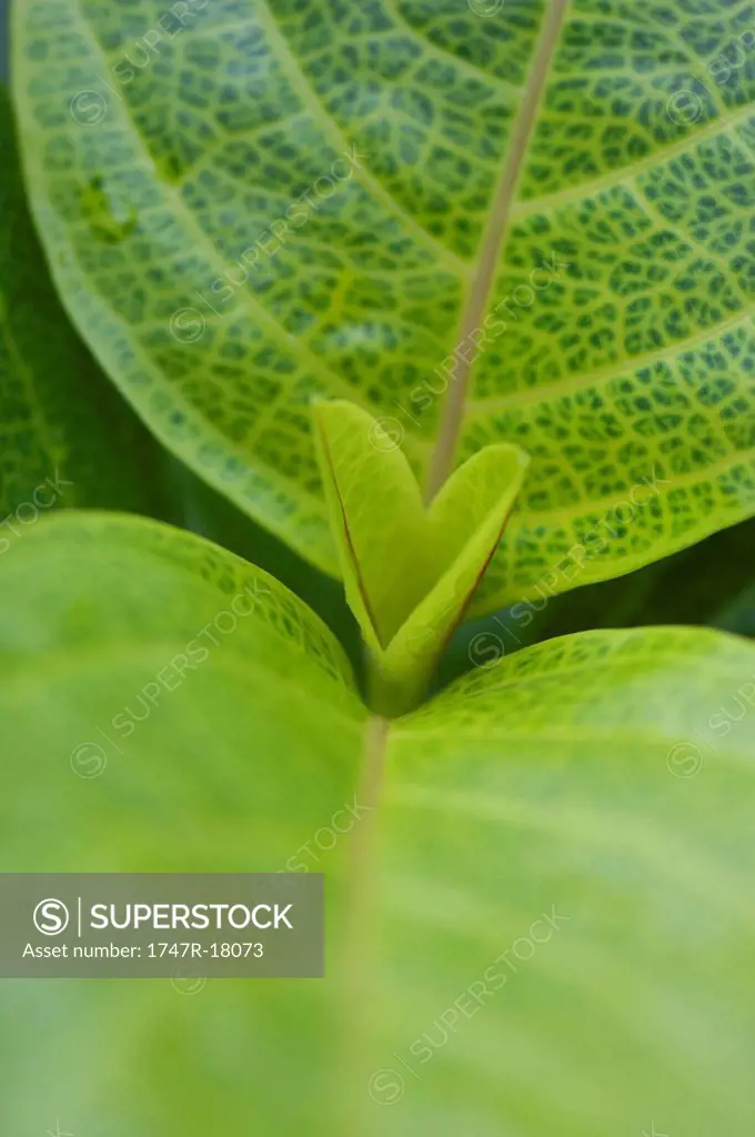 Plant leaves, close_up