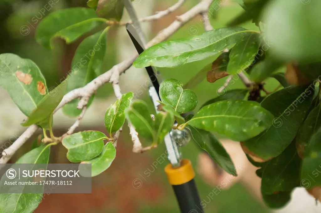 Pruning branches