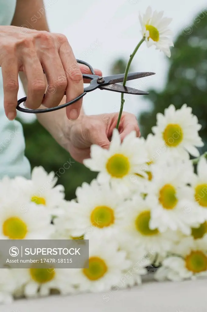 Woman cutting fresh daisies with pruning shears, cropped