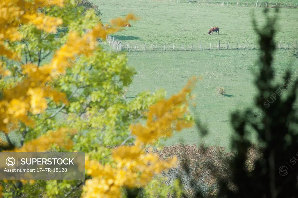 Cow grazing in pasture, autumn foliage in foreground