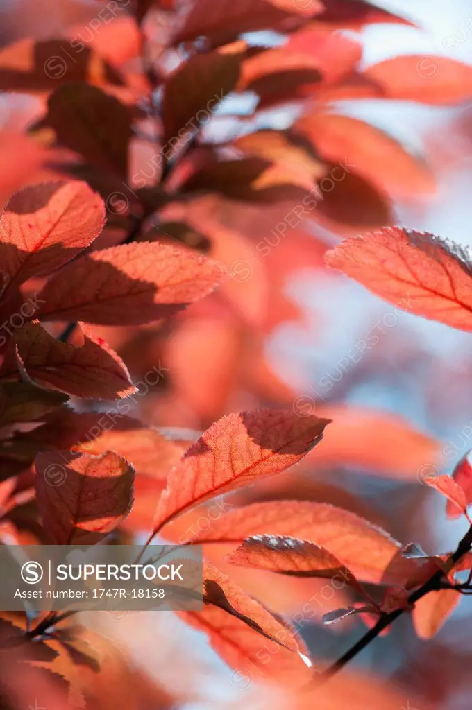 Cherry tree foliage in autumn