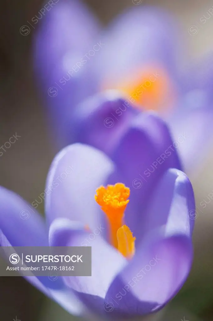 Purple crocus, close_up