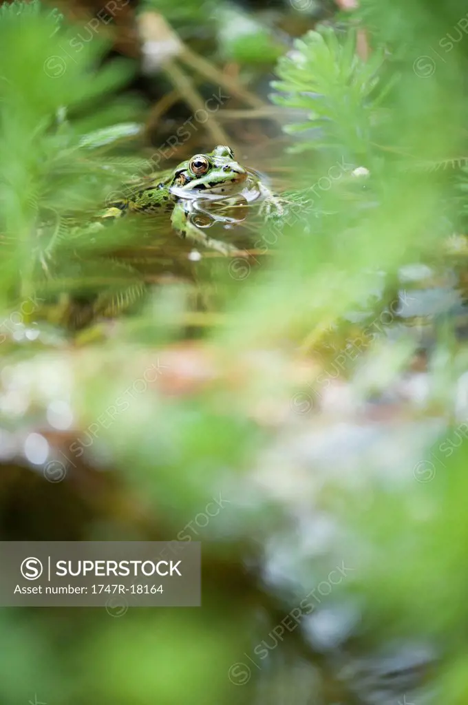 Frog half submerged in pond