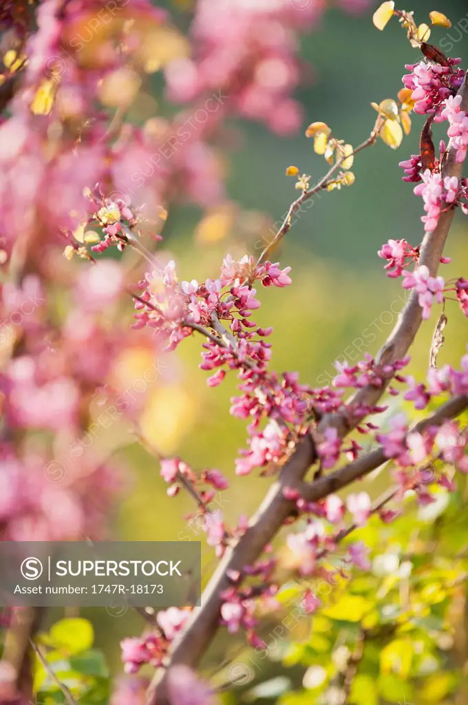 Redbud tree branches in full bloom
