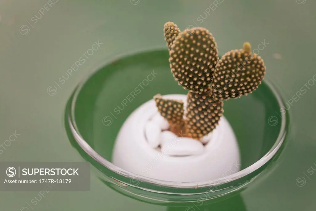 Cactus Opuntia dicrodasys in bowl, floating on water