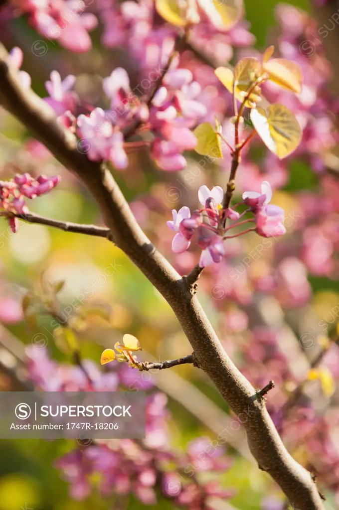 Redbud tree branches in full bloom