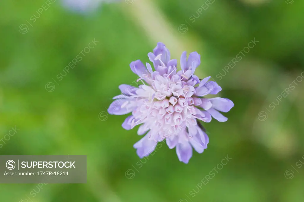 Scabiosa flower