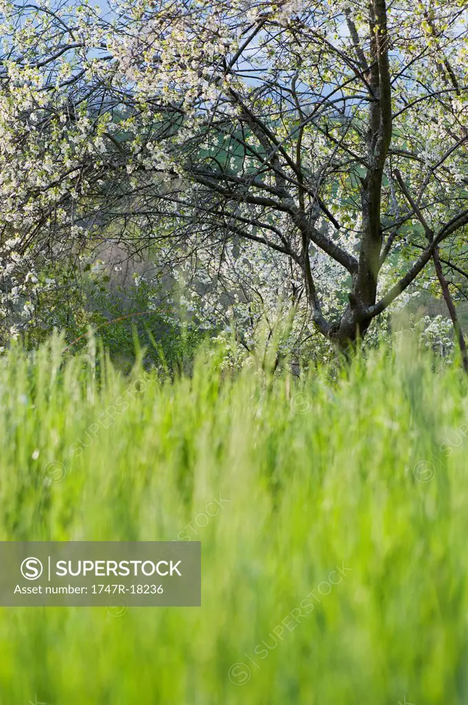 Tall grass and apple tree in meadow