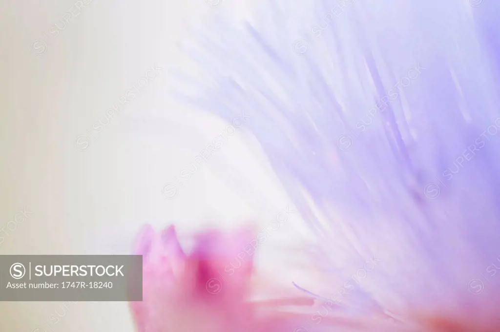Artichoke flower, close_up