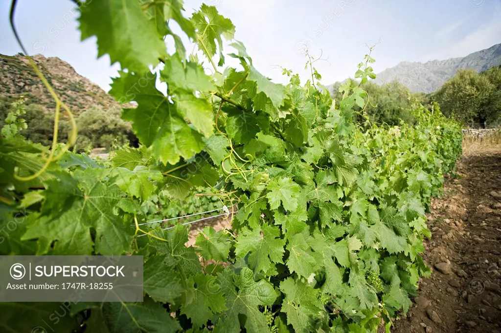 Grapevines growing in vineyard