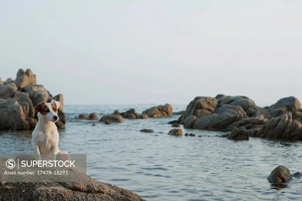Jack Russell terrier sitting on rock by sea