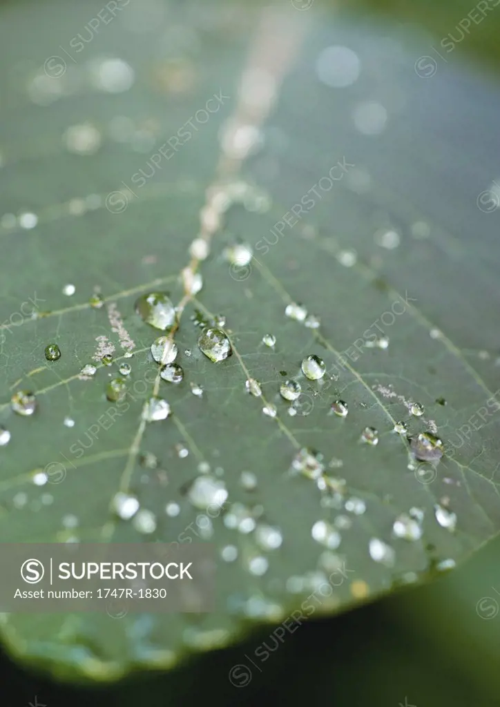 Dew drops on leaf, close-up